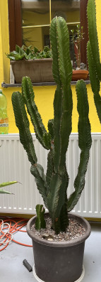 Euphorbia ingens 1.40m