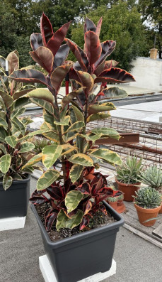 Ficus elastica Belize-ČERVENÝ 170cm