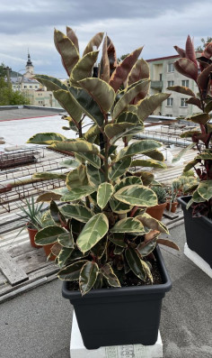 Ficus Elastica Shivereana 170cm