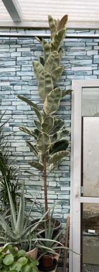 Ficus Elastica Shivereana 250cm