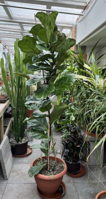 Ficus Lyrata cca 250cm