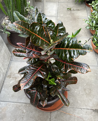 Kroton -Codiaeum variegatum cca 70cm