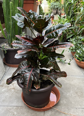 Kroton -Codiaeum variegatum cca 70cm