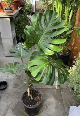 Monstera Deliciosa