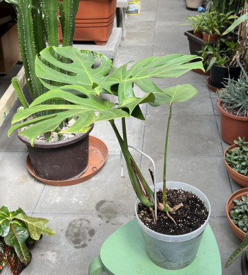 Monstera Deliciosa