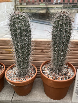 Pachycereus pringlei 45-50cm