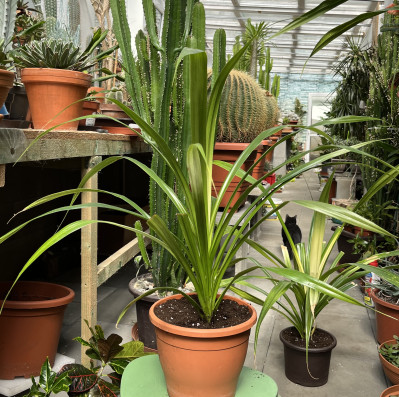 Pandanus Amaryllifolius-pandán 2