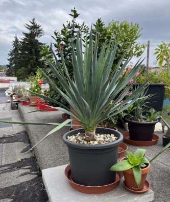 Yucca Gloriosa-VÝŠKA 100cm