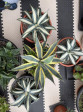 Agáve americana MARGINATA-žlutá 70cm