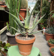 Aloe Variegata 2