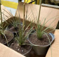 DASYLIRION WHEELERI 30-40cm