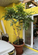 Ficus Benjamina 250cm