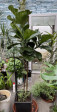 Ficus Lyrata cca 250cm 2