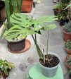 Monstera Deliciosa