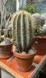 Notocactus Magnificus 40cm