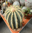 Notocactus Magnificus 40cm