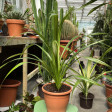 Pandanus Amaryllifolius-pandán 2