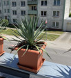 Yucca Gloriosa 95cm