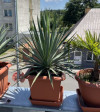 Yucca Gloriosa 115cm