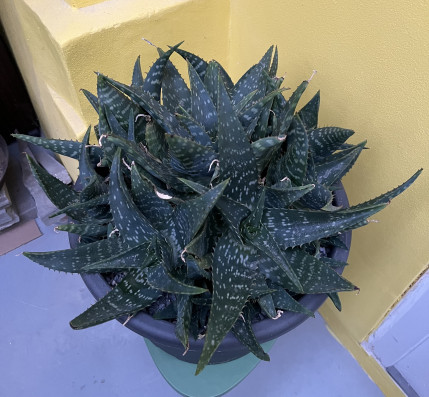 Aloe Variegata velká rostlina 50x50cm