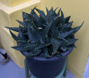 Aloe Variegata velká rostlina 50x50cm