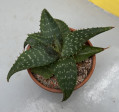 Aloe Variegata