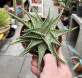Aloe Variegata Tribial